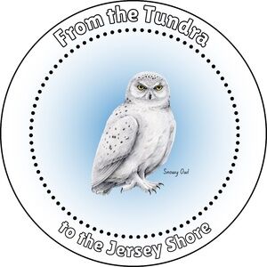Snowy Owl Sticker ~ Jersey Shore Owl ~ BUNDLE any 3 Stickers for $15